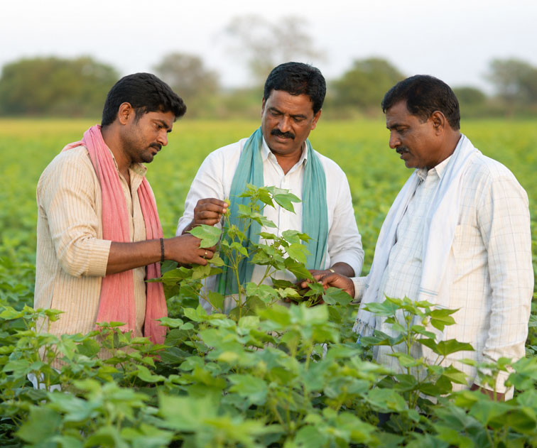 Agricultural product quality and safety